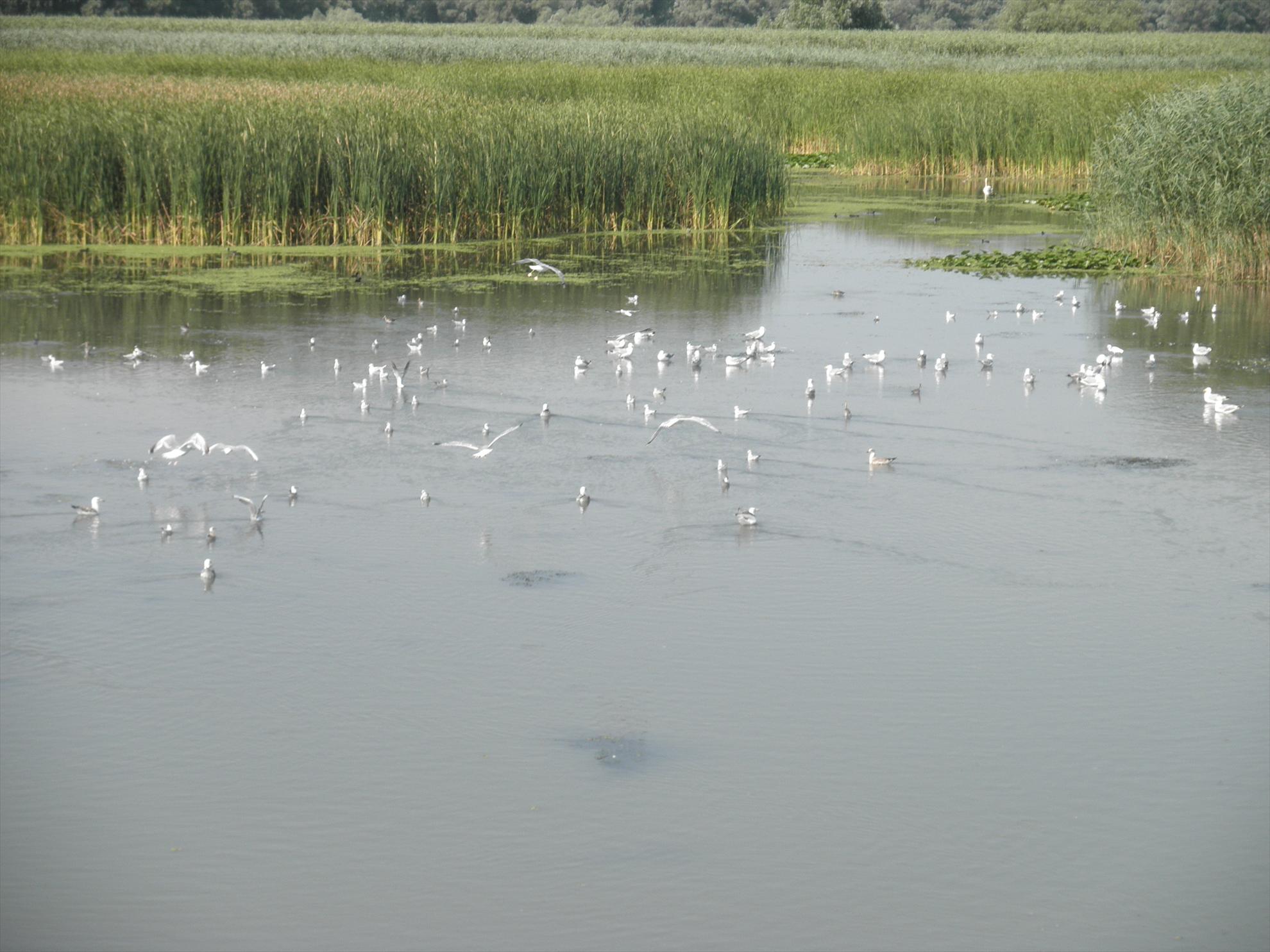 Delta - relaxare - p7290148.JPG